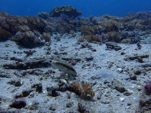 Longbarbel Goatfish (Parupeneus macronemus)