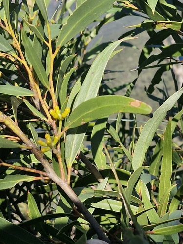 Eucalyptus stricta, photograph 6