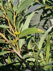 Eucalyptus stricta, photograph (c) ronavery, some rights reserved (CC BY)