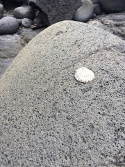 Cellana radians