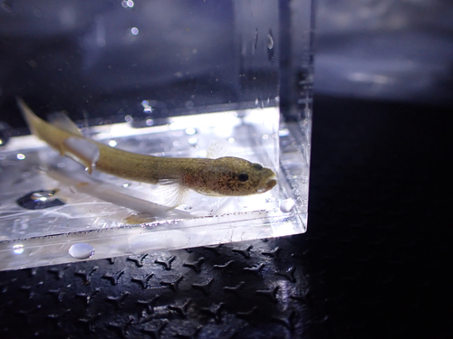 Luciogobius guttatus