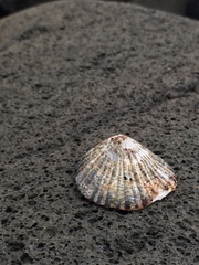 Cellana radians
