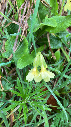 Oxlip (Primula elatior)