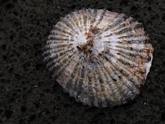 Cellana radians