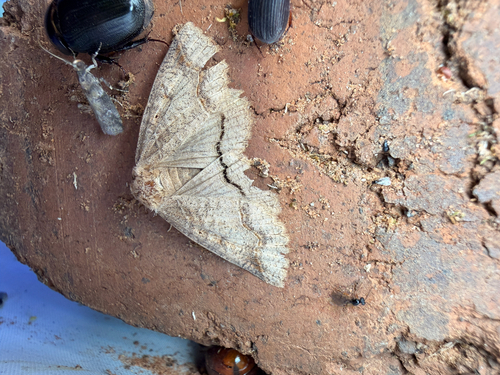 One-lined Zale Moth photo 3