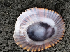Cellana radians