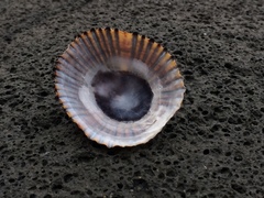 Cellana radians