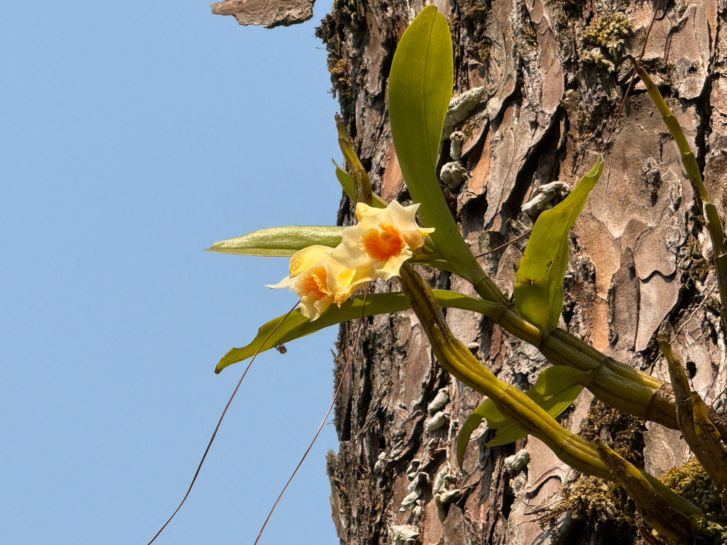 Dendrobium cariniferum Rchb.f. 4