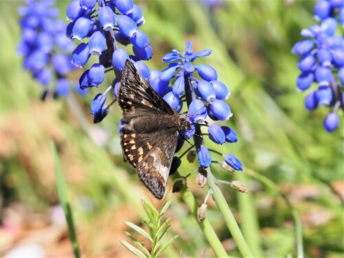 Mountainous Duskywing