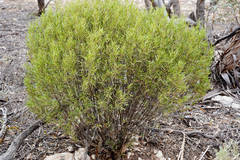 Geijera linearifolia