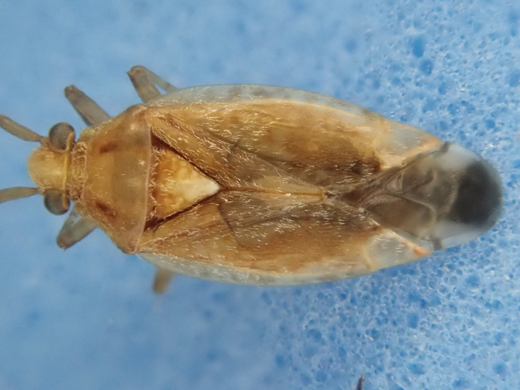 Chinamiris laticinctus