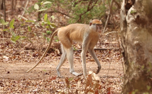 Western Patas Monkey