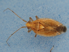 Chinamiris laticinctus