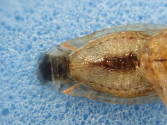 Chinamiris laticinctus