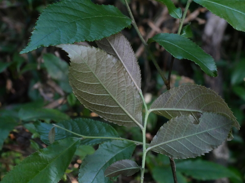 Pourthiaea beauverdiana, photograph 6