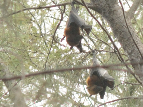 Island Flying Fox