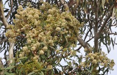 Eucalyptus fasciculosa