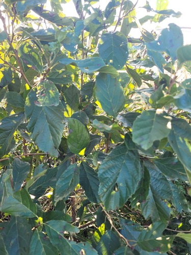 Alnus japonica, photograph 5