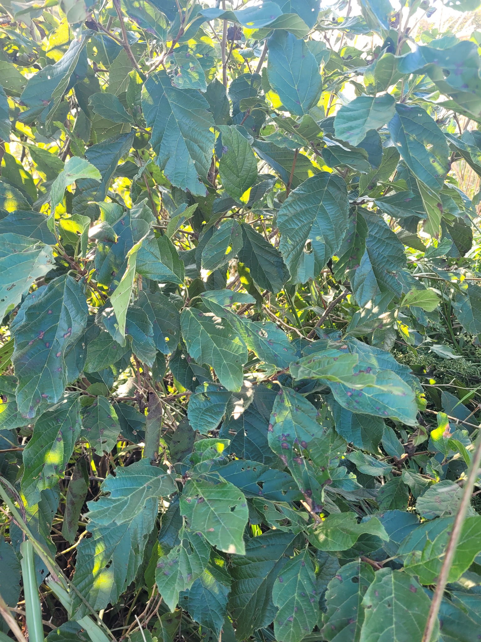 Japanese Alder (Alnus japonica)