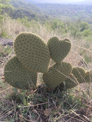 Opuntia scheeri