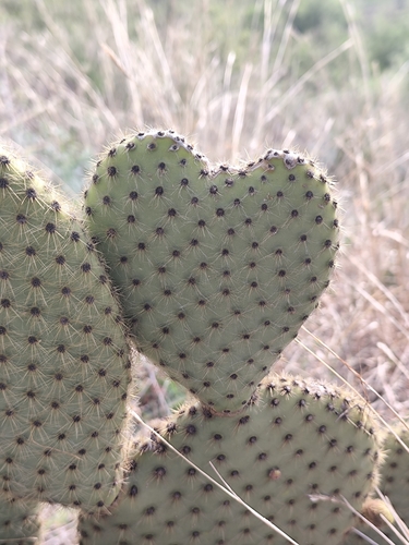 Opuntia scheeri, photograph 2