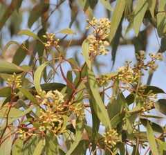 Eucalyptus fasciculosa