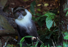 Cercopithecus mitis kolbi