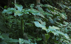 Arisaema mildbraedii
