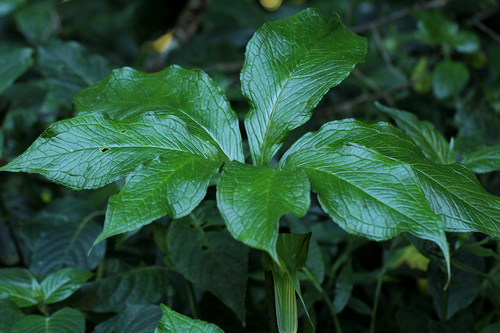 Arisaema mildbraedii