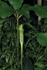 Arisaema mildbraedii