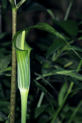 Arisaema mildbraedii