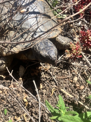 Testudo marginata