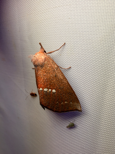 Large Necklace Moth photo 4