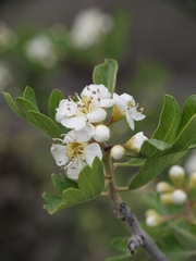 Crataegus azarolus, photograph (c) Marios Thoma, some rights reserved (CC BY)