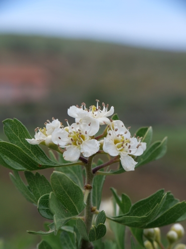 Crataegus azarolus, photograph 3