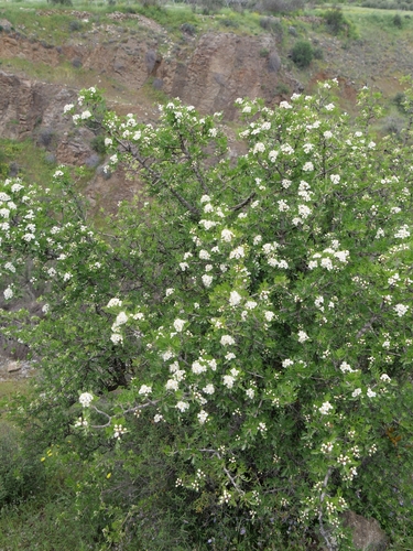 Crataegus azarolus, photograph 4