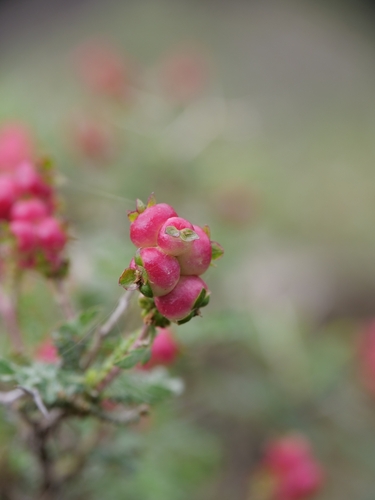 Spiny Burnet (Sarcopoterium spinosum)