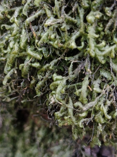 Lime Homalia Moss (Homalia trichomanoides)