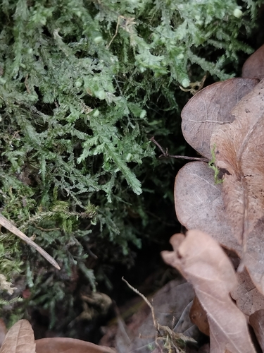 Flat Neckera (Alleniella complanata)