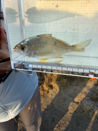 Saddleback silver-biddy (Gerres limbatus) — Gerreidae — 4