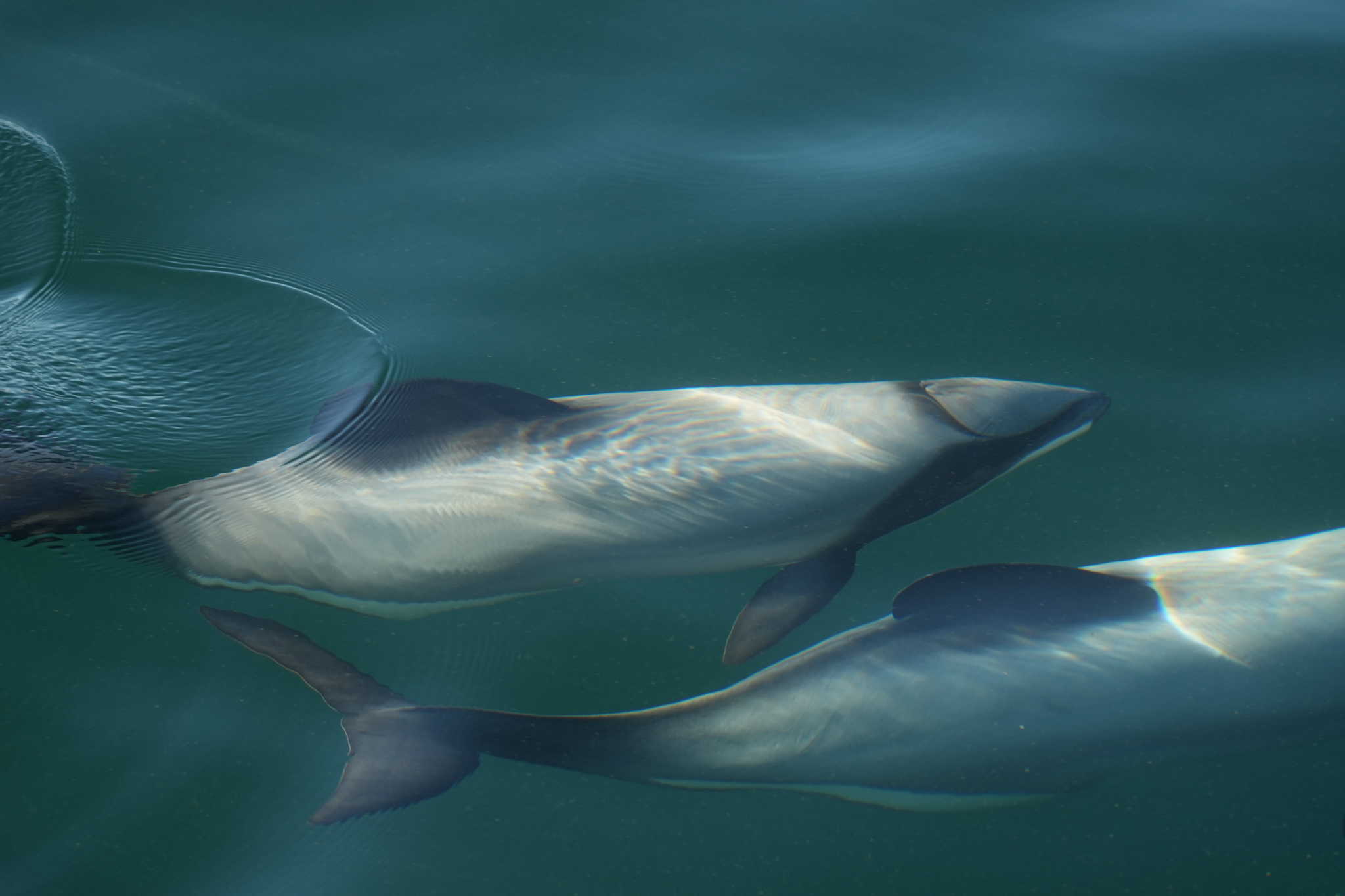 Cephalorhynchus hectori