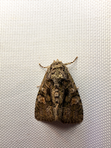 Spotted Phosphila Moth photo 5