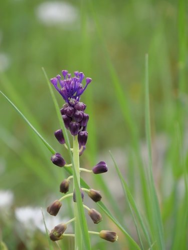 Tassel Grape Hyacinth (Muscari comosum)