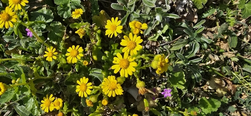 Chamomile-leaved Groundsel (Senecio leucanthemifolius)