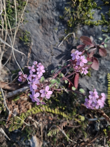 Rock Soapwort (Saponaria ocymoides)