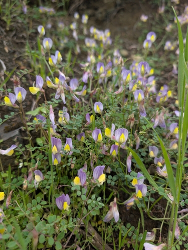 Early Vetch (Vicia lunata)