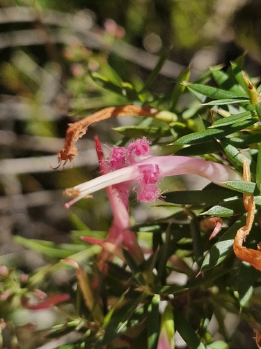 Red Five-corners (Styphelia tubiflora)