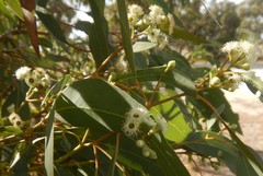 Eucalyptus fasciculosa