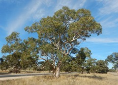 Eucalyptus fasciculosa