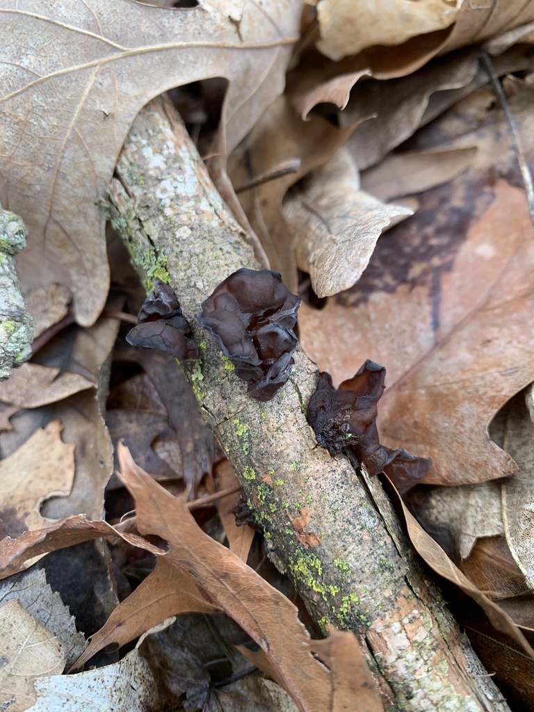 Exidia crenata · April 2026 · photo: © sbrobeson (iNaturalist, cc-by)